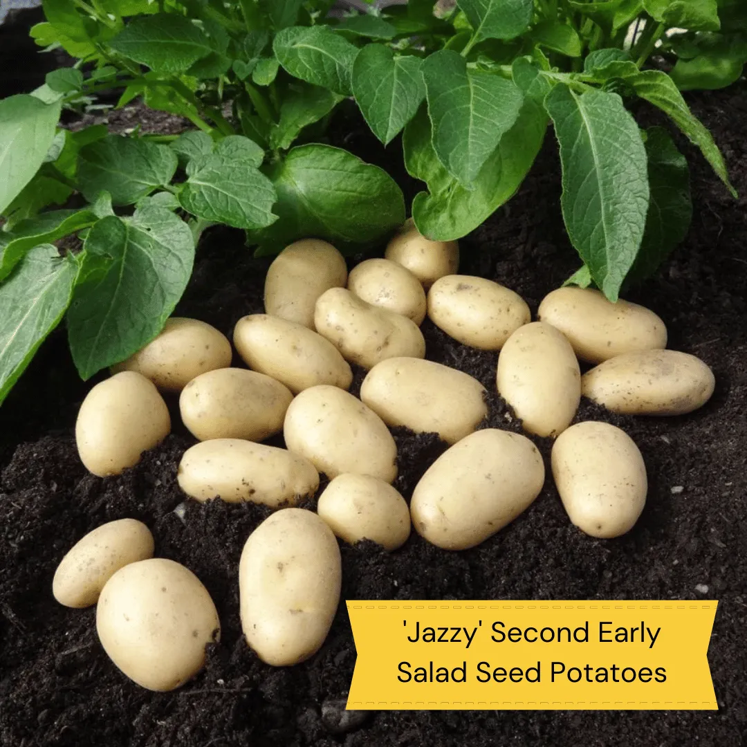 Container Growing Seed Potato Pack | Growers' Choice