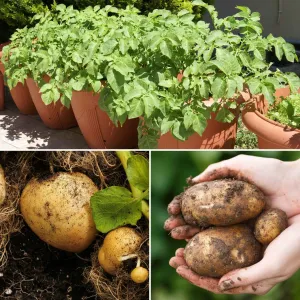 Container Growing Seed Potato Pack | Growers' Choice