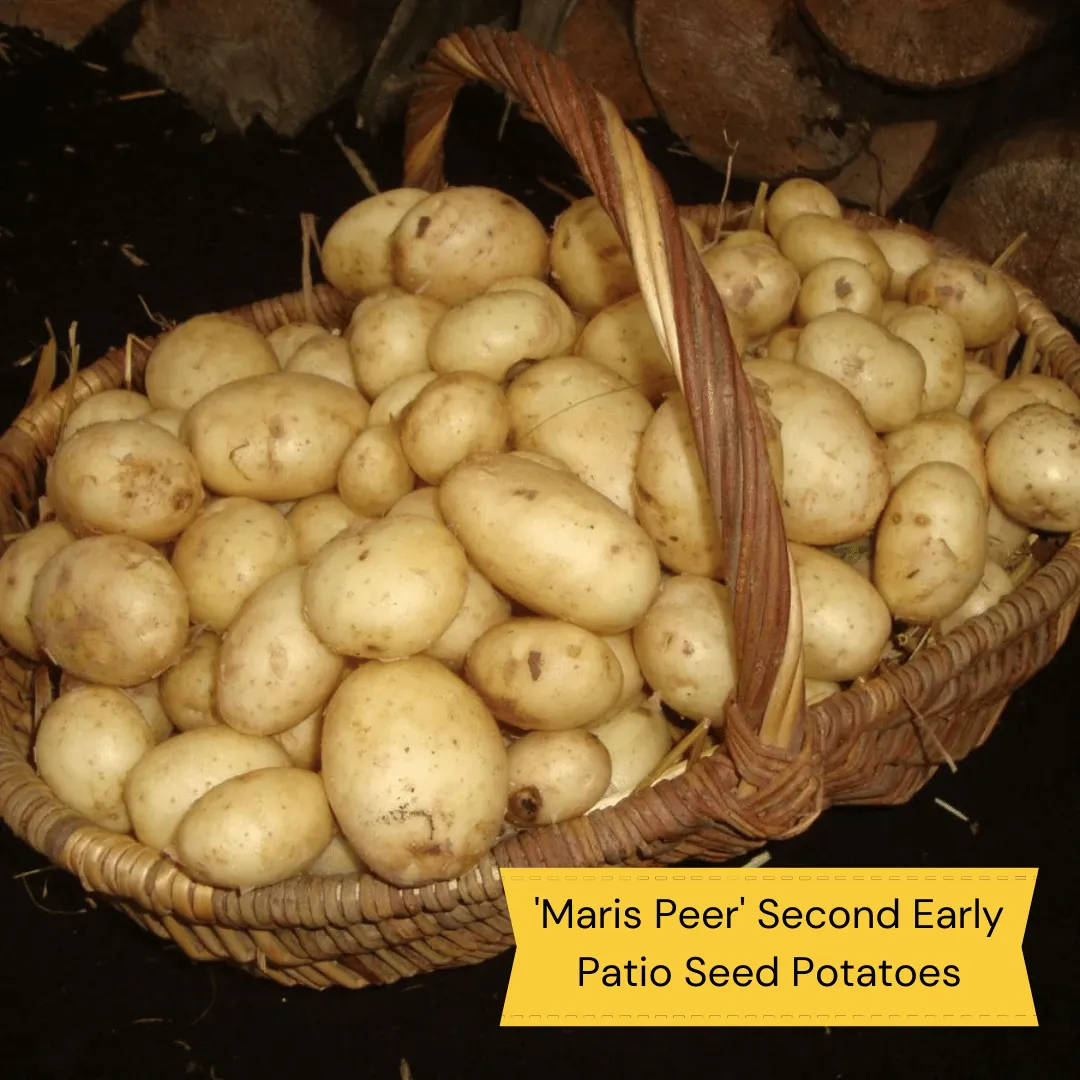 Container Growing Seed Potato Pack | Growers' Choice