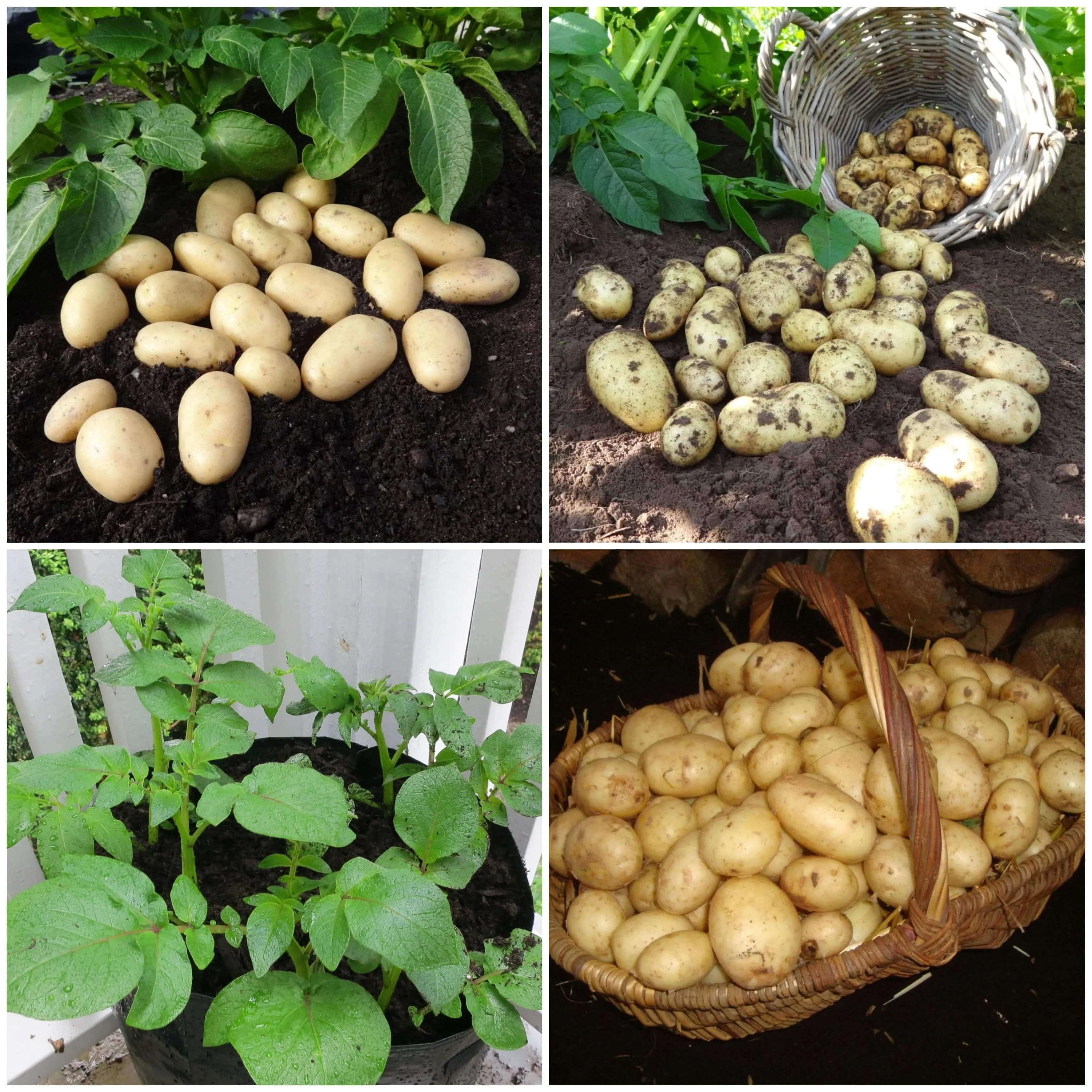 Container Growing Seed Potato Pack | Growers' Choice