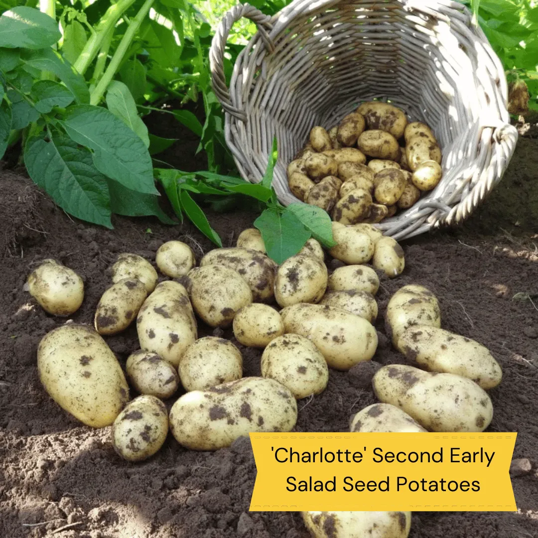 Container Growing Seed Potato Pack | Growers' Choice